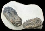 Two Large, Bumpy Phacops Trilobites #6927-1